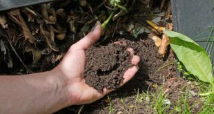 Использование микроудобрений для повышения урожайности и качества почвы
